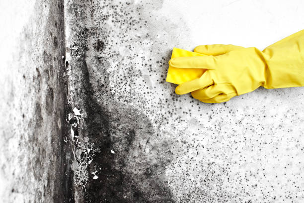 Best Residential Mold Removal  in Dayton, NV