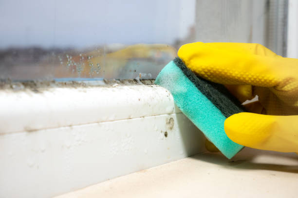 Office Mold Removal Services in Dayton, NV