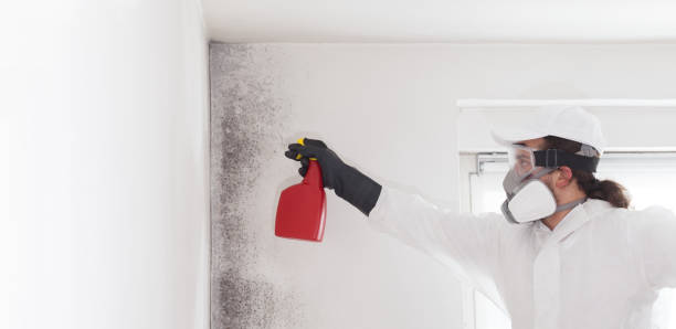 Best Attic Mold Removal  in Dayton, NV