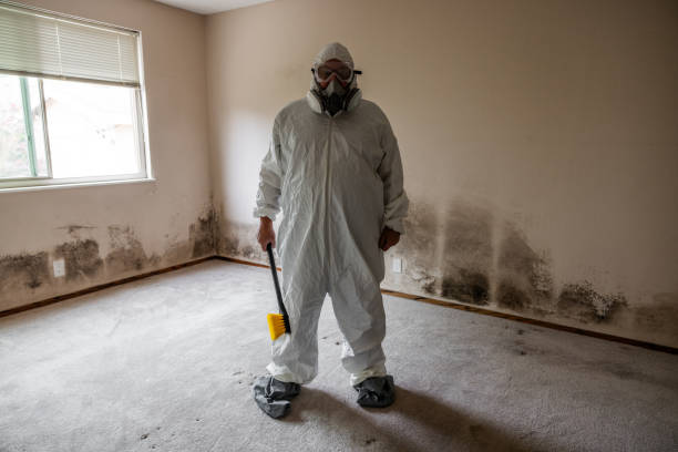Trusted Dayton, NV Mold Removal Experts