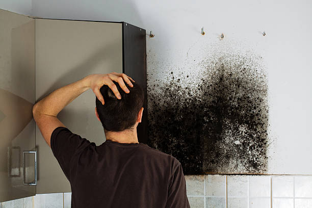 Mold Testing and Removal in Dayton, NV