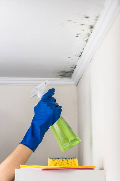 Best Black Mold Removal  in Dayton, NV